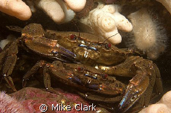 Mating swimming crabs by Mike Clark 